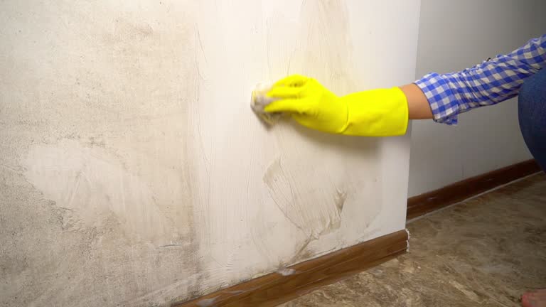 Environmental Consulting for Mold Prevention in Carrollton, OH