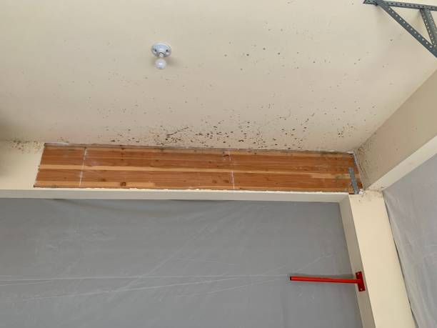 Best Mold Documentation for Insurance Claims  in Carrollton, OH