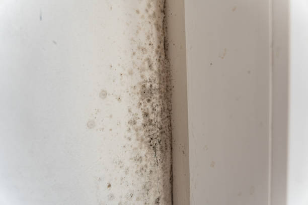 Mold Documentation for Insurance Claims in Carrollton, OH
